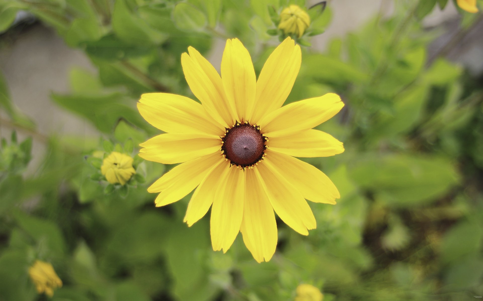 fiori giallo grande goodfon colore fiore