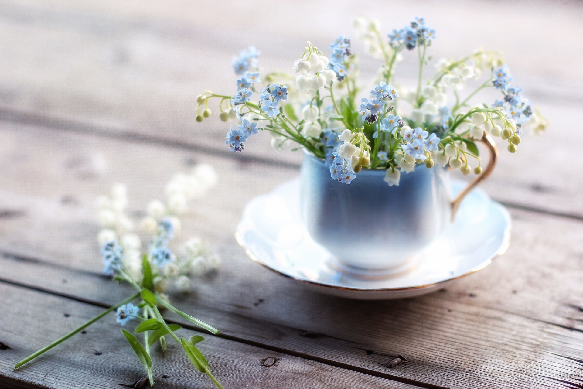 muguet myosotis mug texture