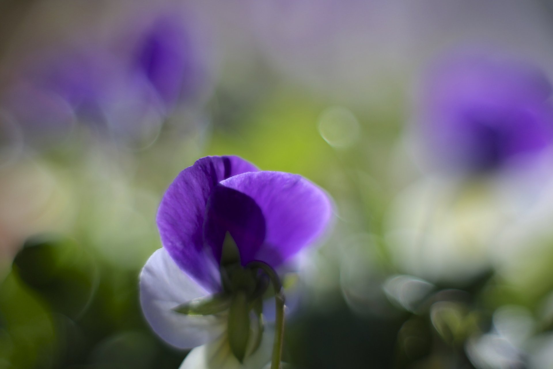 pensées violet lilas blanc pétales fleurs macro flou éblouissement