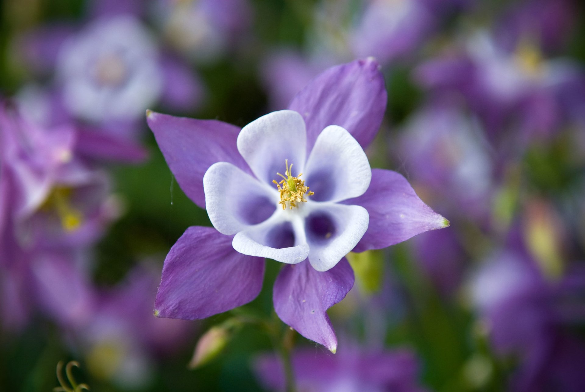 aquilegia adler einzugsgebiet blume lila flieder