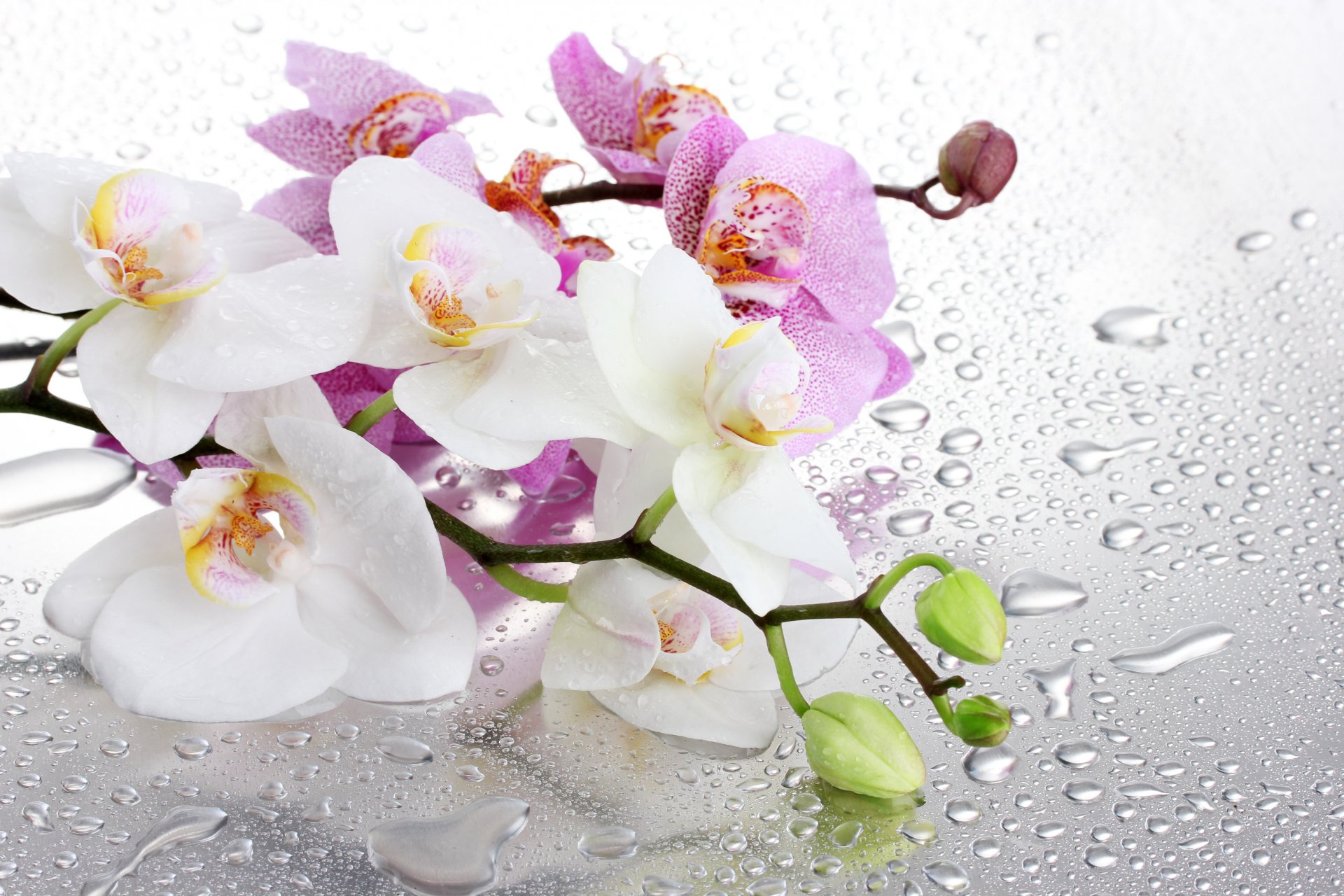 glass droplets water branches orchid flower