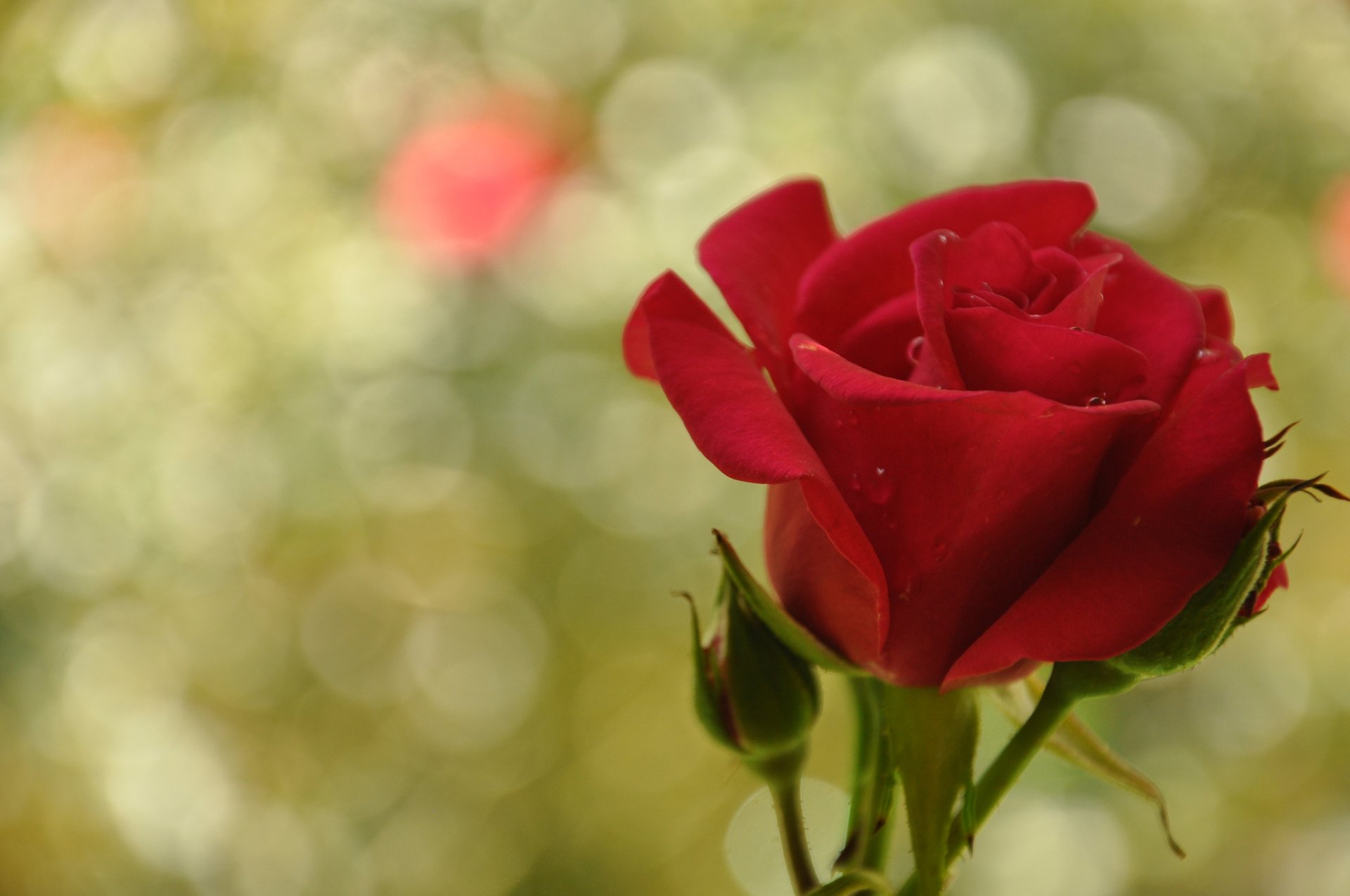 rosa rojo gotas de agua resplandor