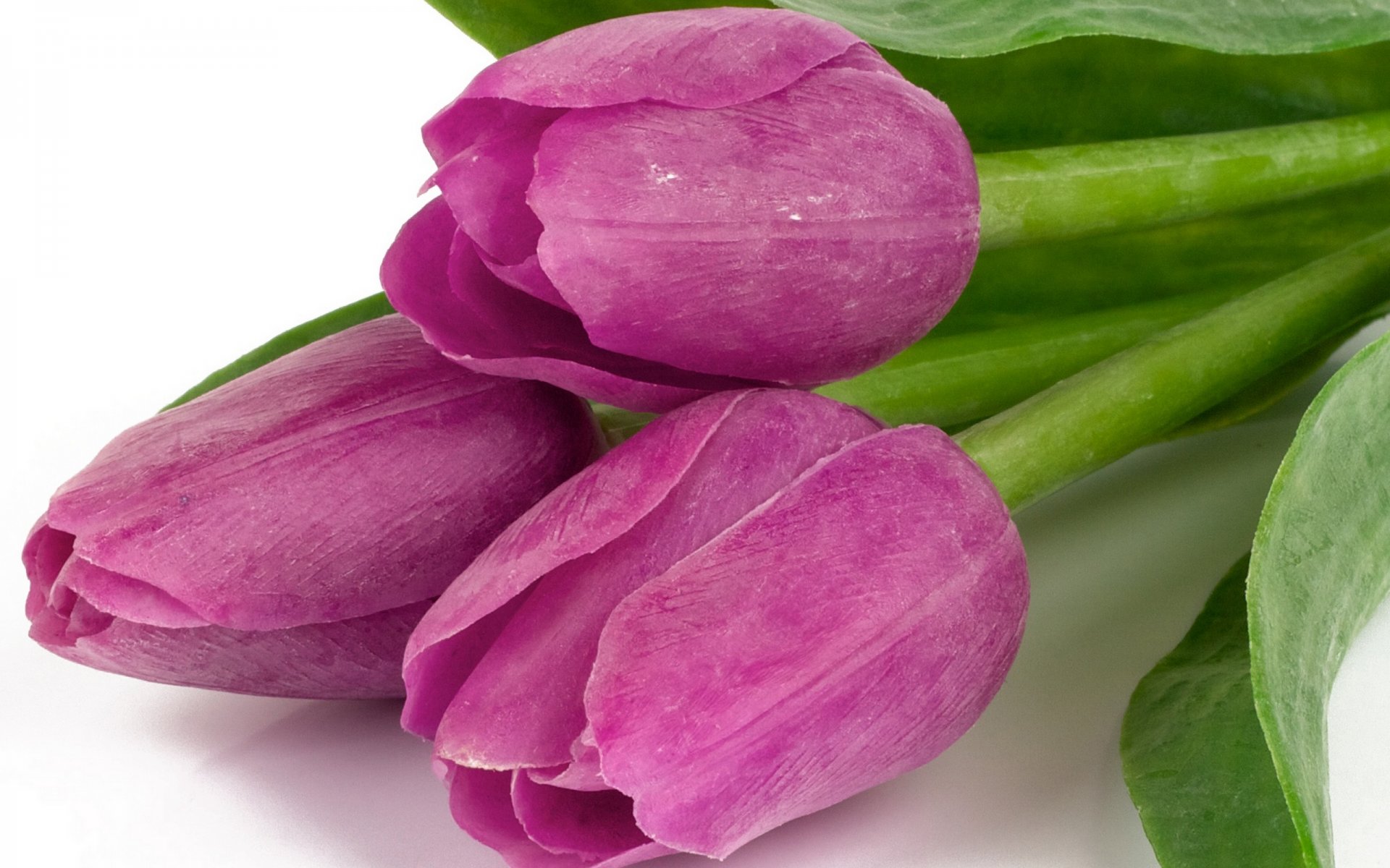 tulips flowers bouquet purple petals beauty lilac leave