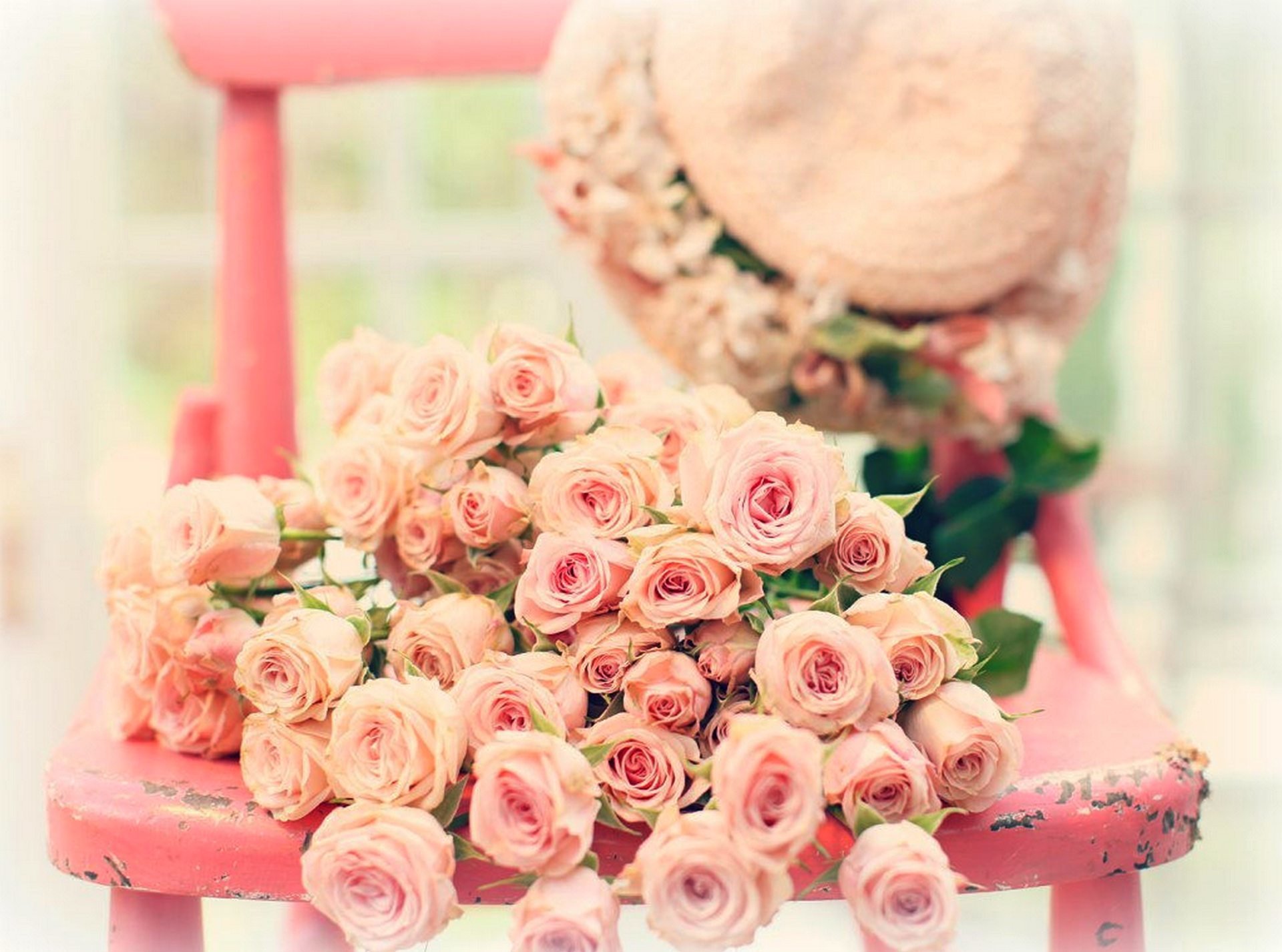 blumen rosen rose rosa