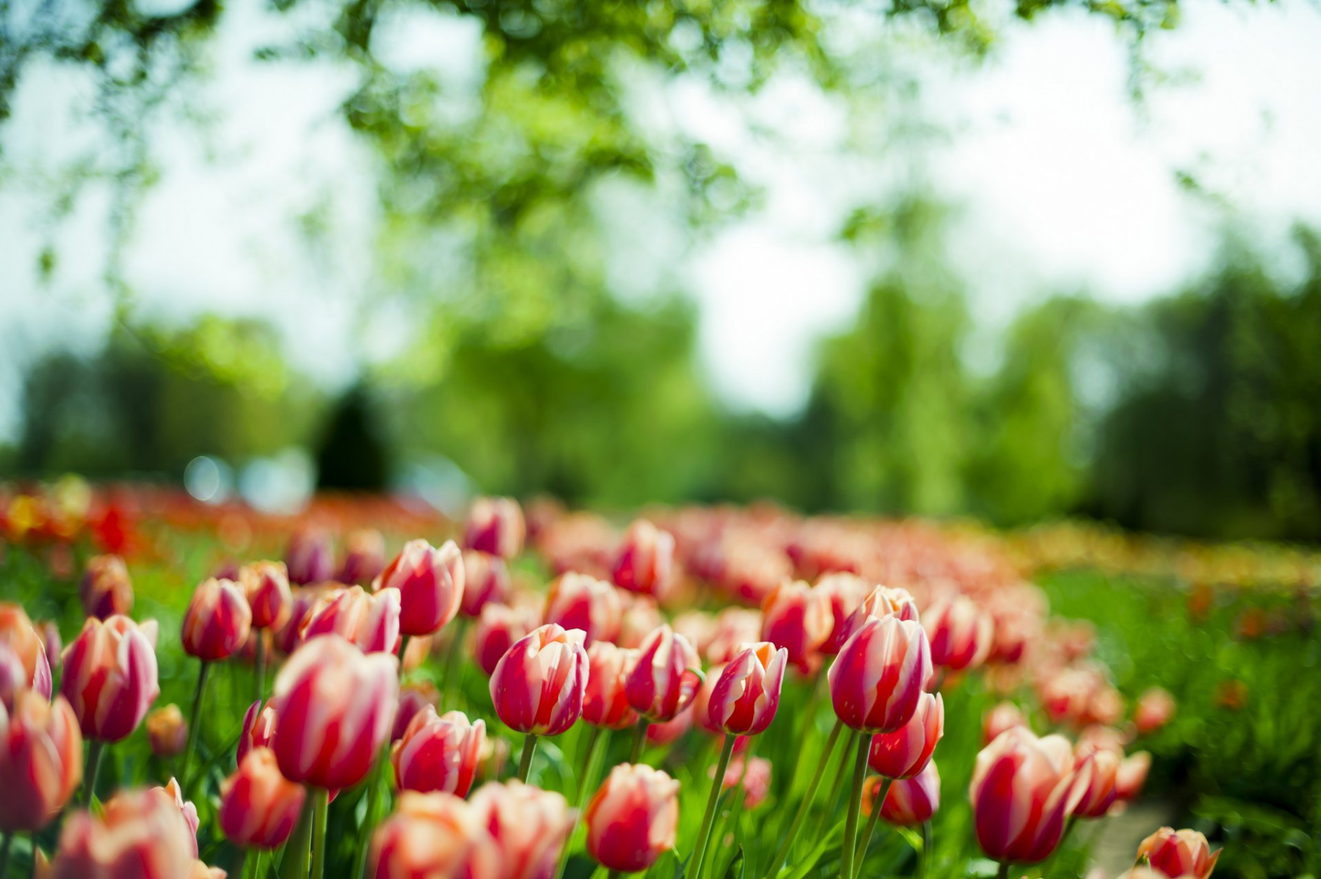 tulipany makro wiosna