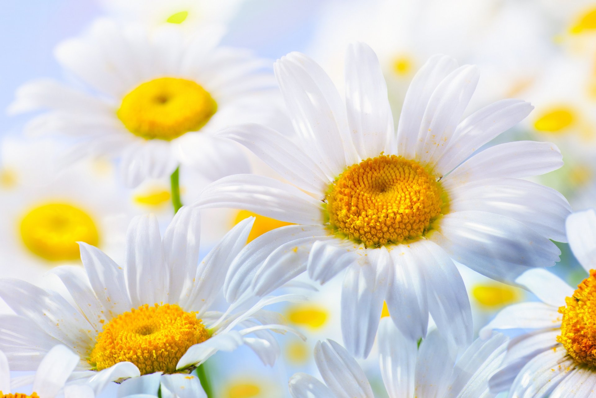 flowers nature chamomile petal