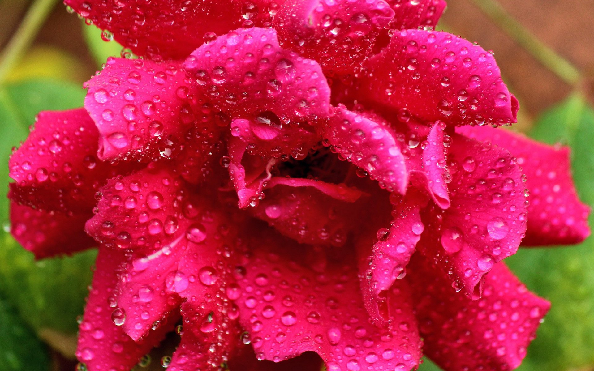 kwiat róża różowy krople rosa