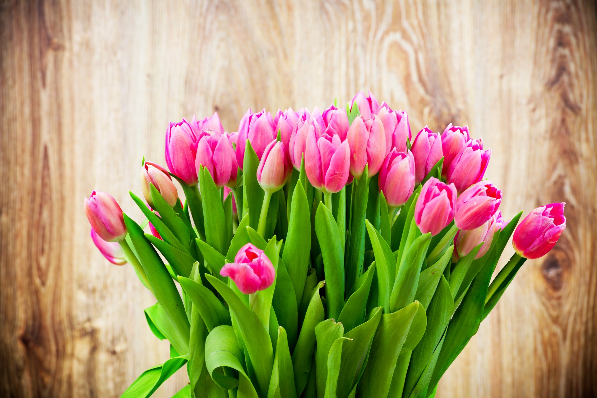 sfondo fiori bouquet tulipani rosa bellezza
