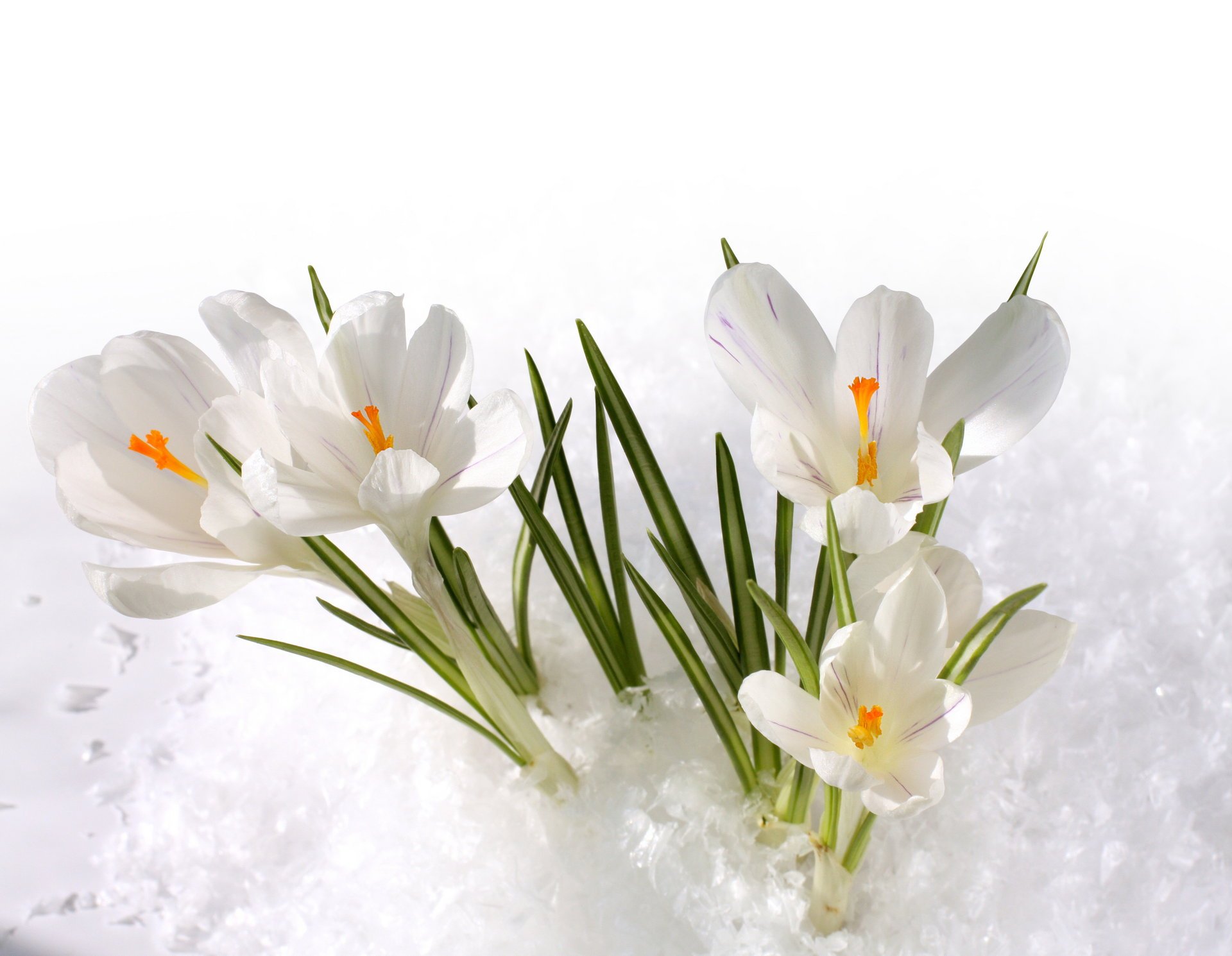 neige crocus blanc