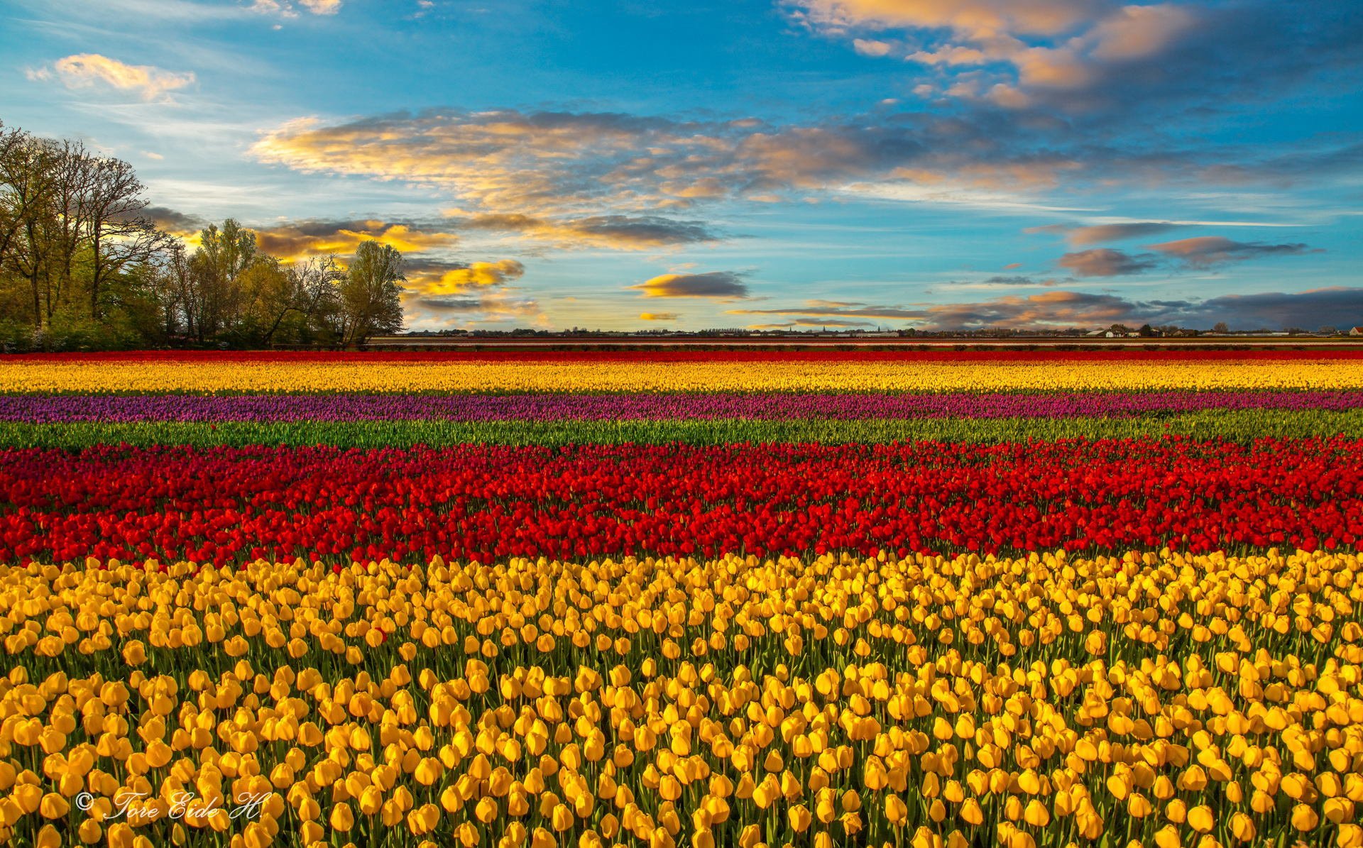 fiori tulipani campo primavera