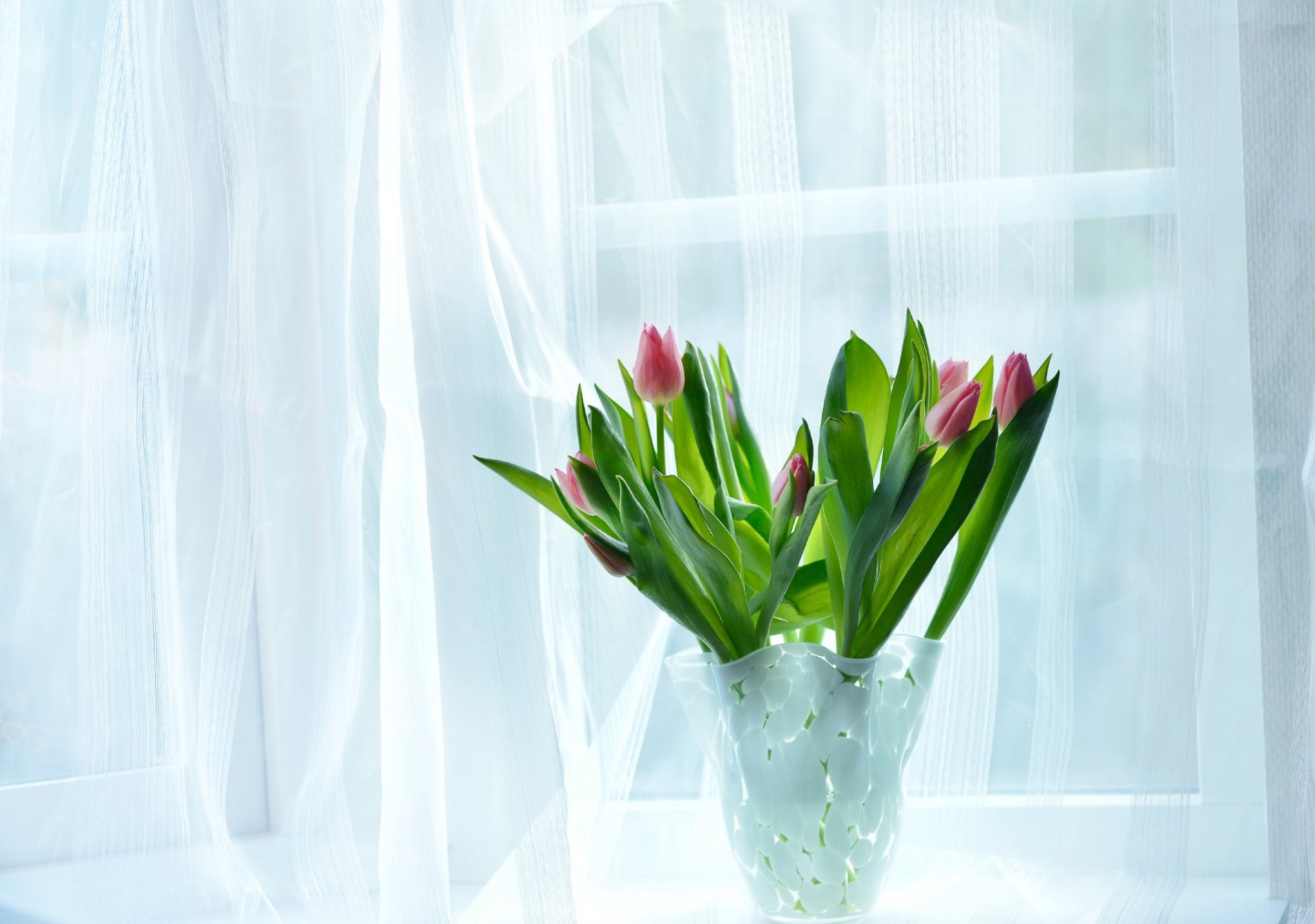 house room window vase flower tulips bouquet