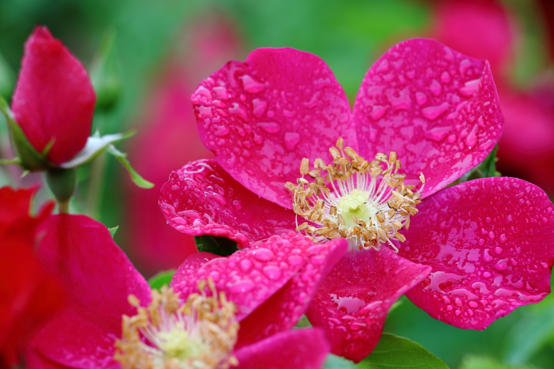 rosa macro bocciolo petali gocce