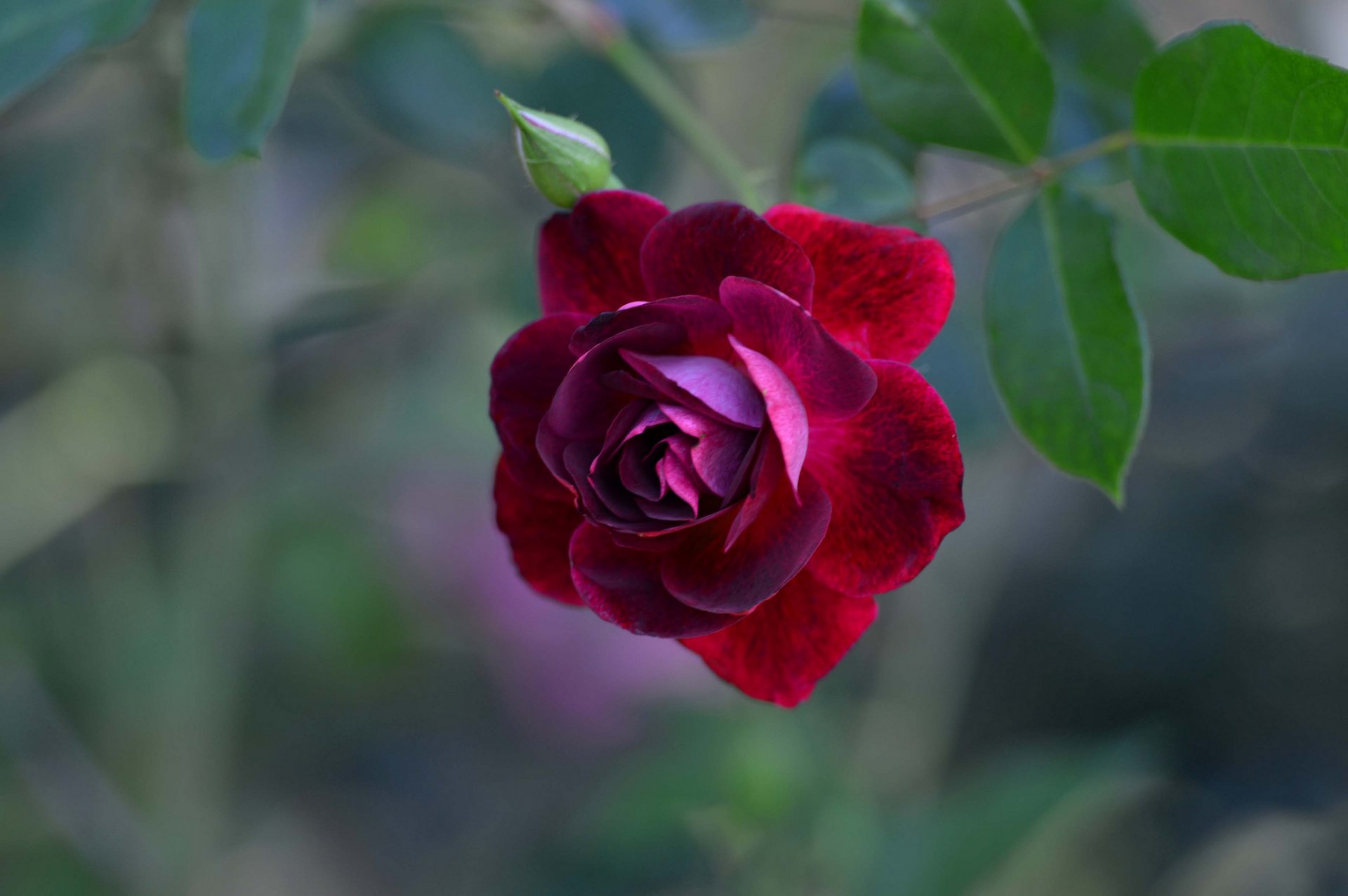 rosa petali foglie natura