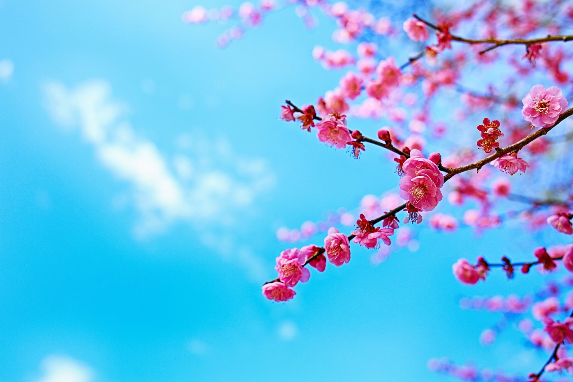 cielo árbol rama floración primavera sakura