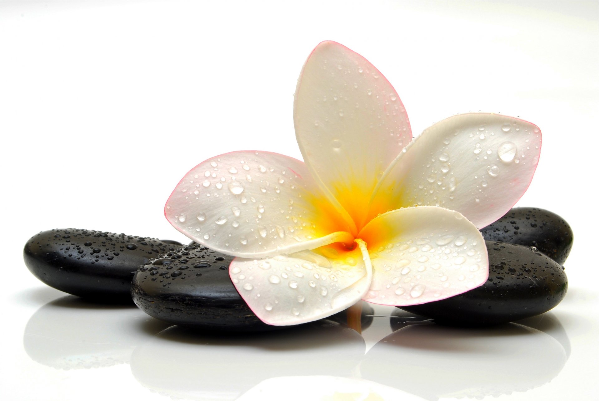 piedra gotas flor