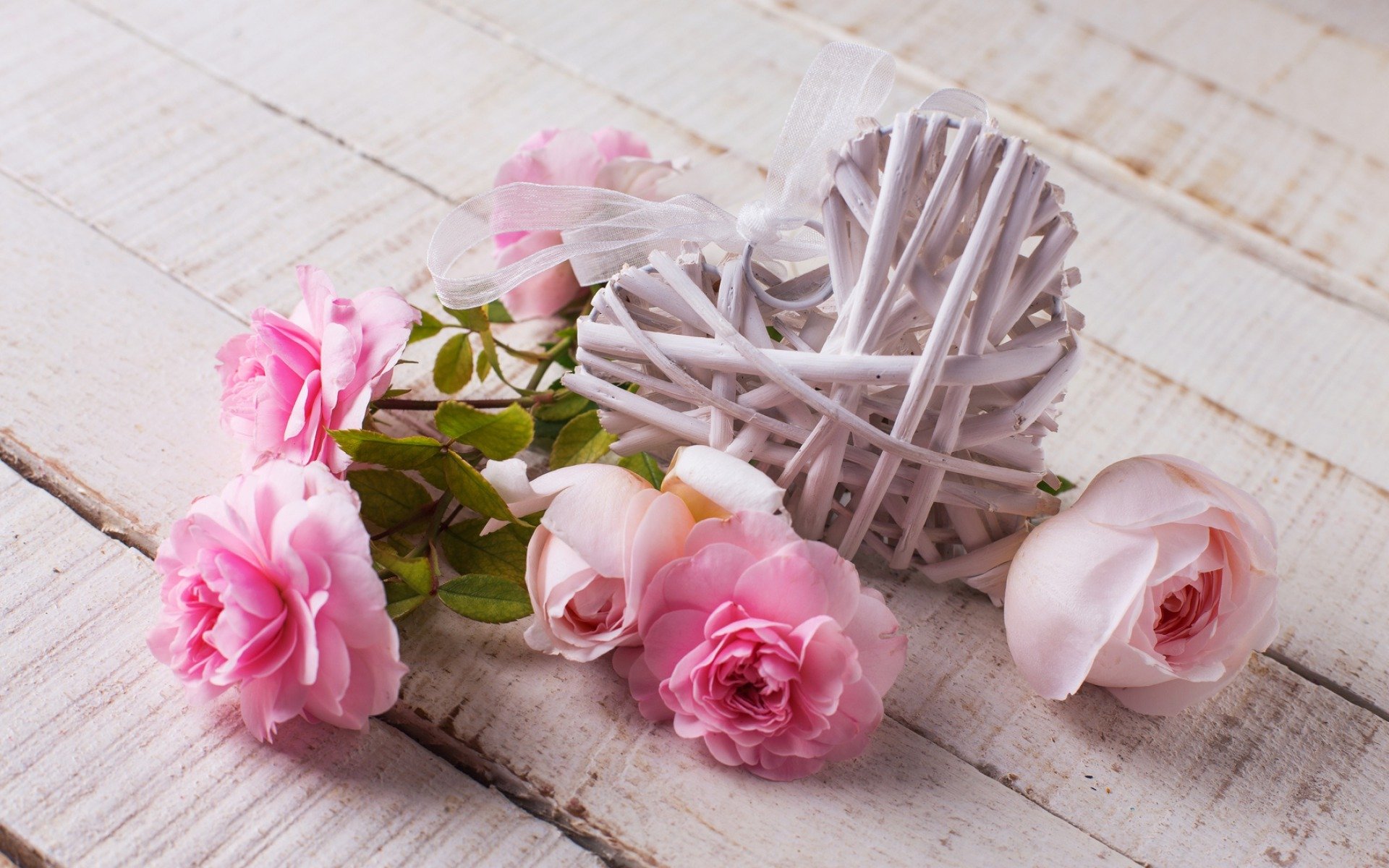 flower roses heart