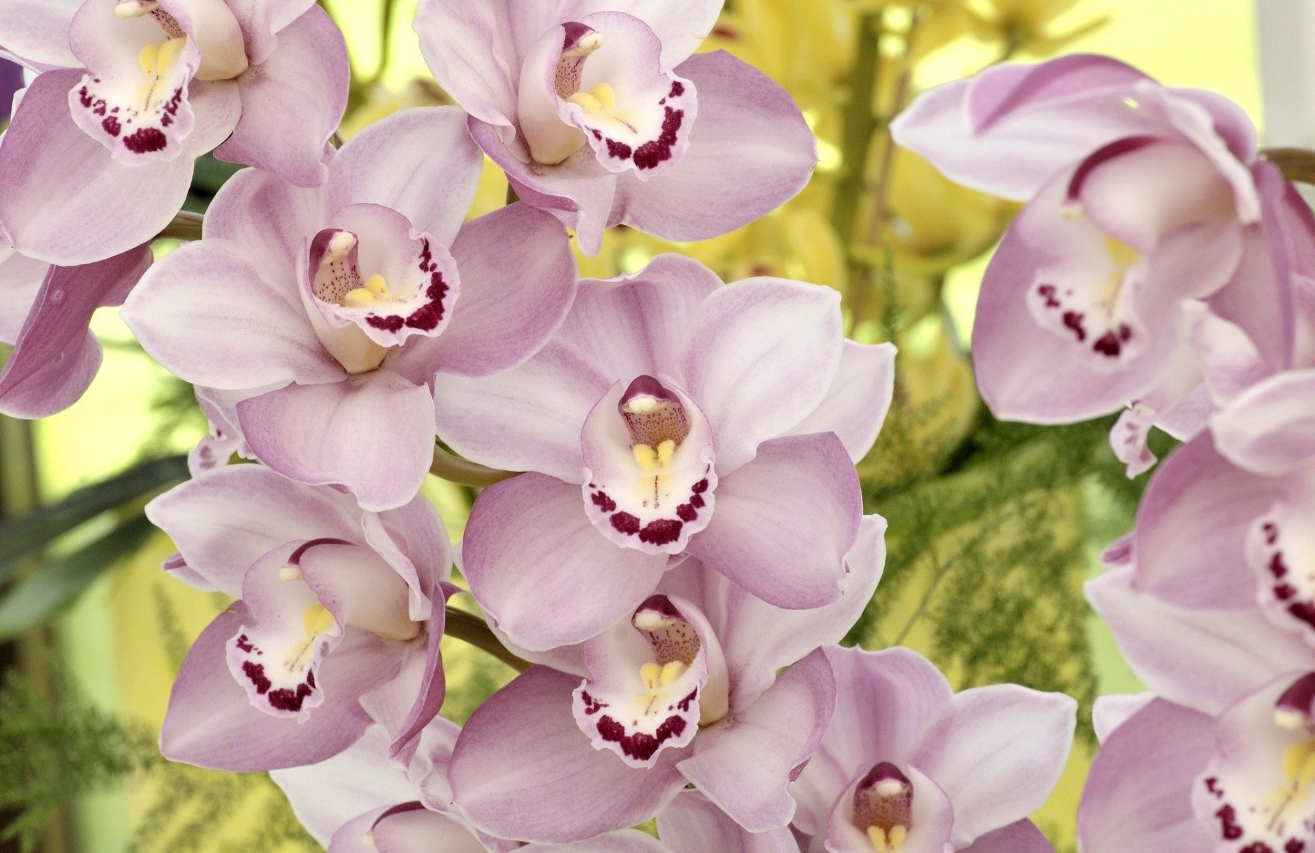 orchidee fiori petali
