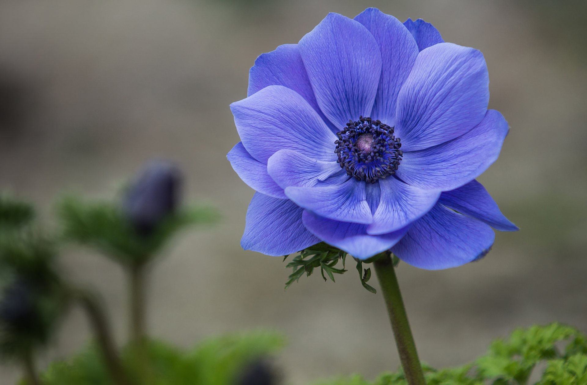 anémone anémone bleu fleur pétales macro mise au point