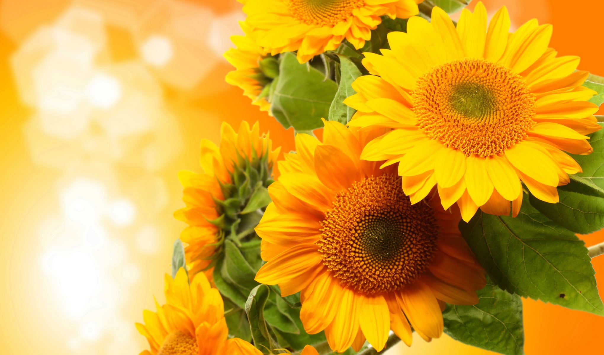 girasoli fiori foto