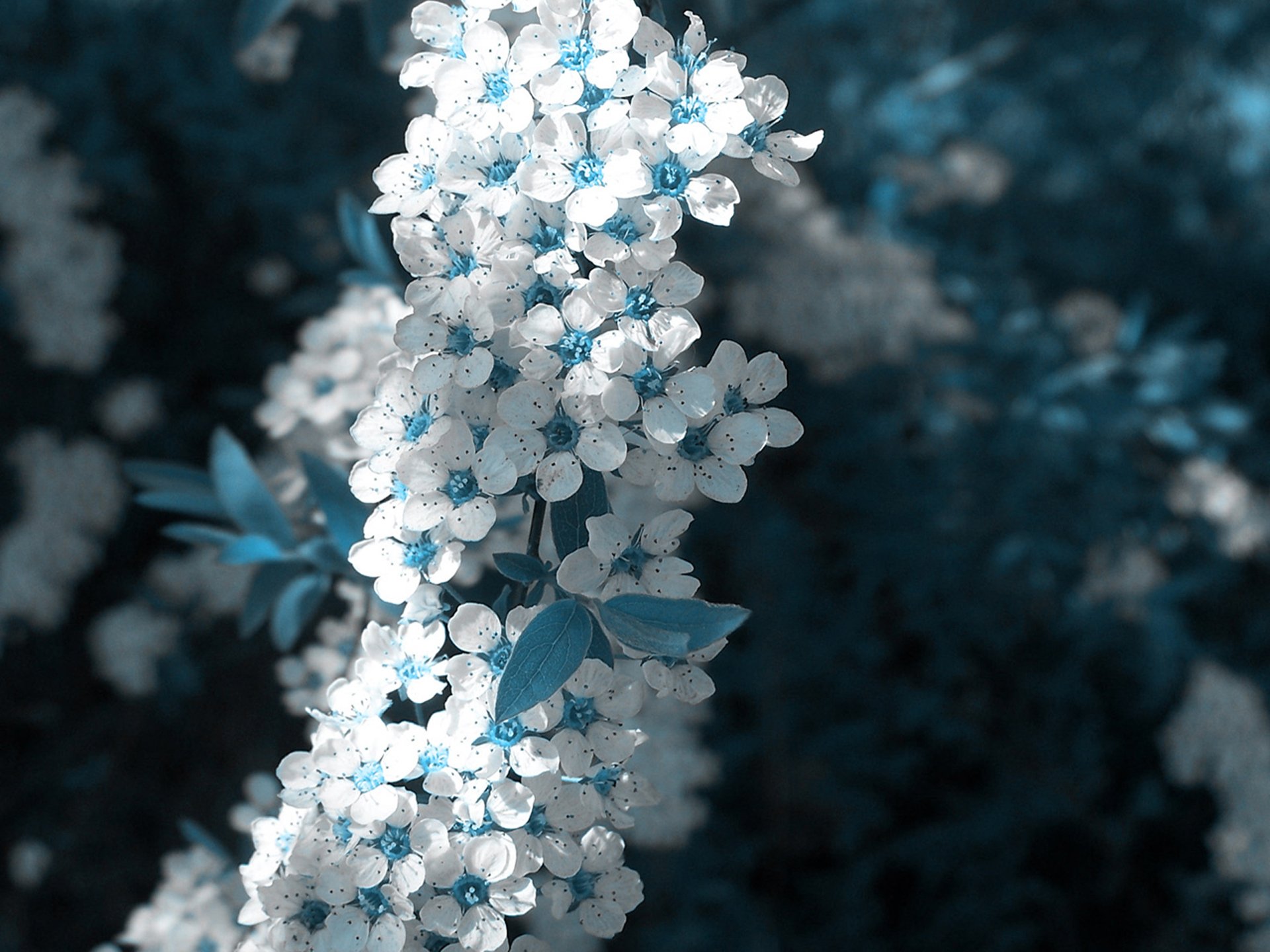 blanc fleur bleu printemps