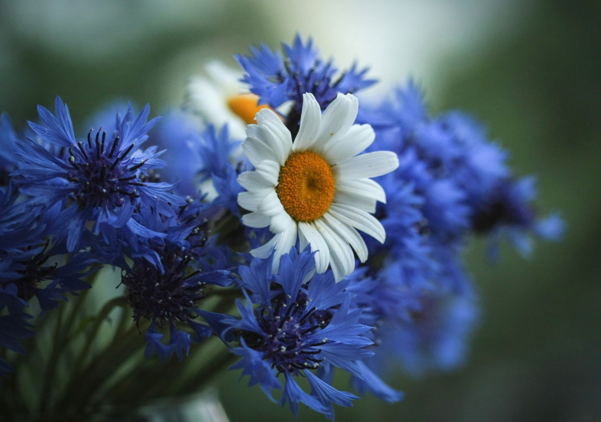 fleurs bleuets marguerites champ