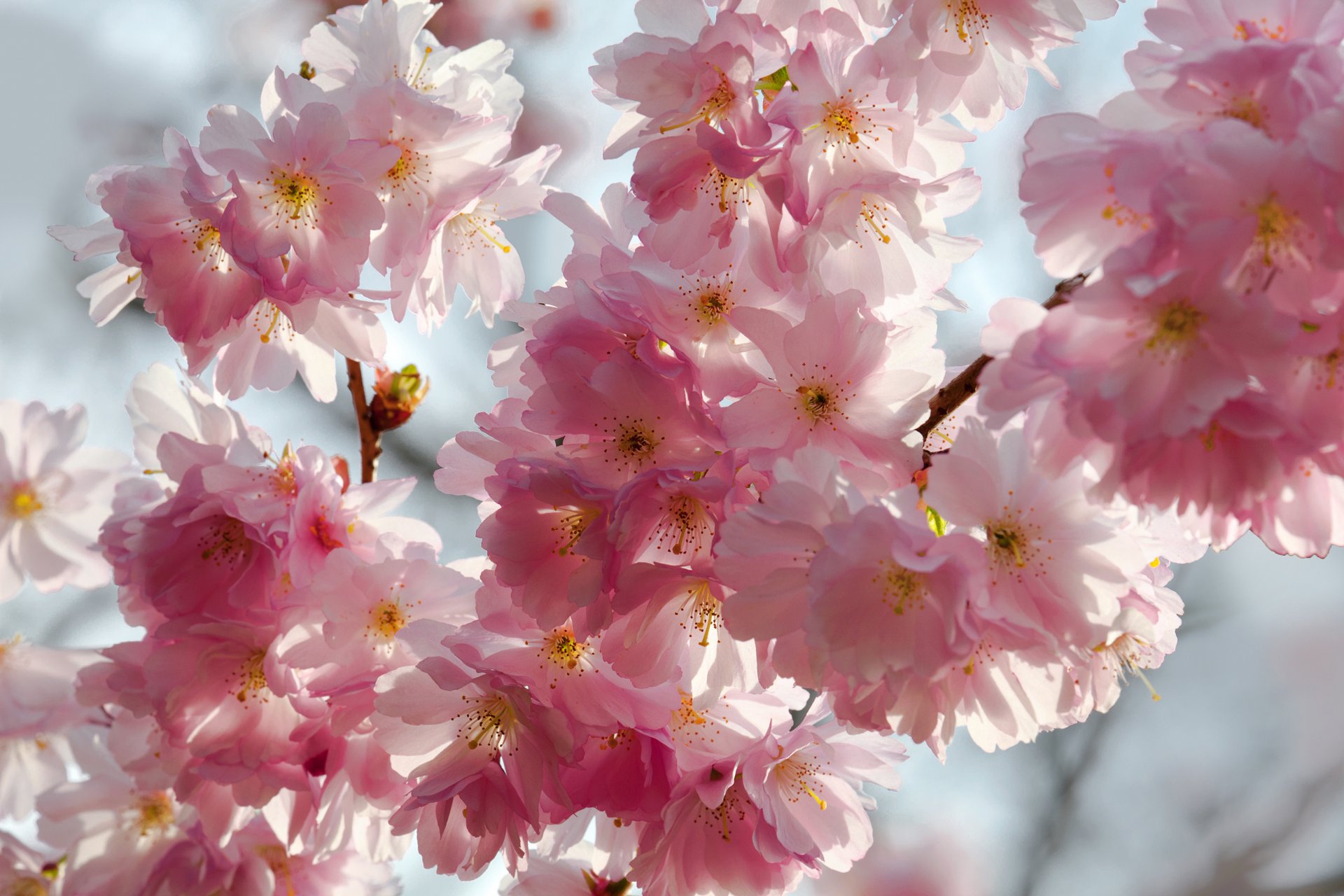 pring flowers cherry sakura contest pink white petals sky beauty spring flowering delicate pink white buds branches blue background macro