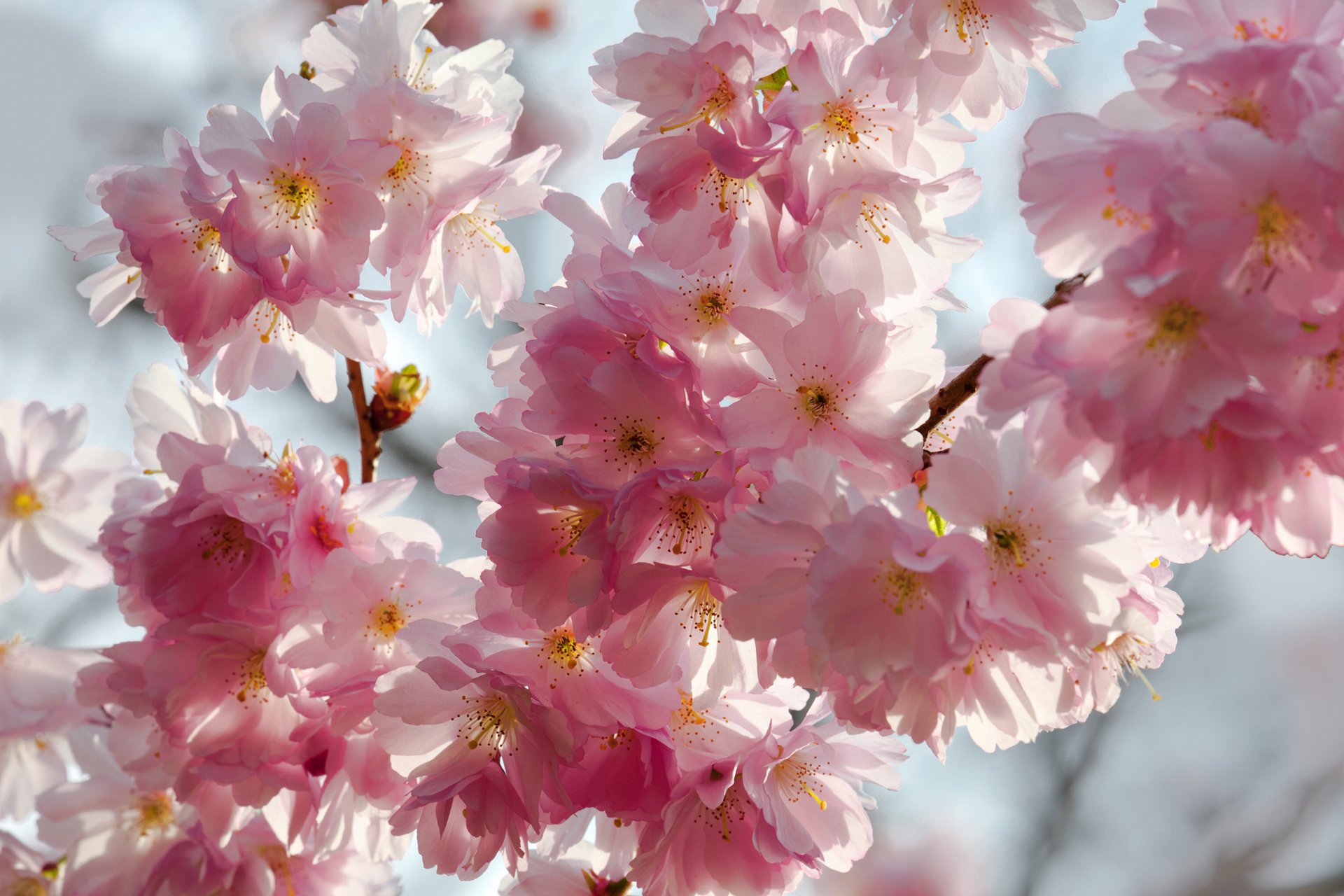 wiosna kwiaty wiśnia sakura konkurs różowy biały płatki niebo piękno wiosna kwitnienie delikatny różowy biały pąki gałęzie niebieskie tło makro