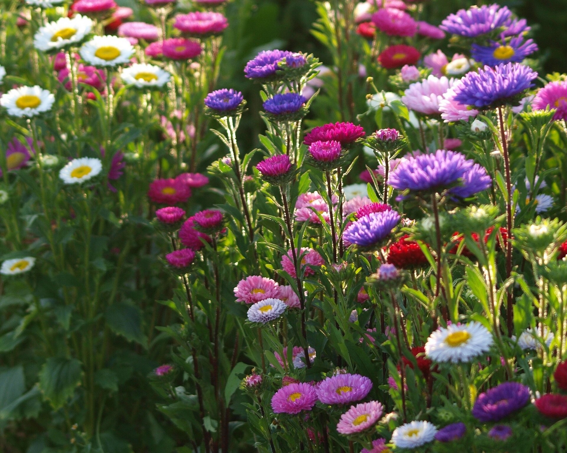 asters colored bed