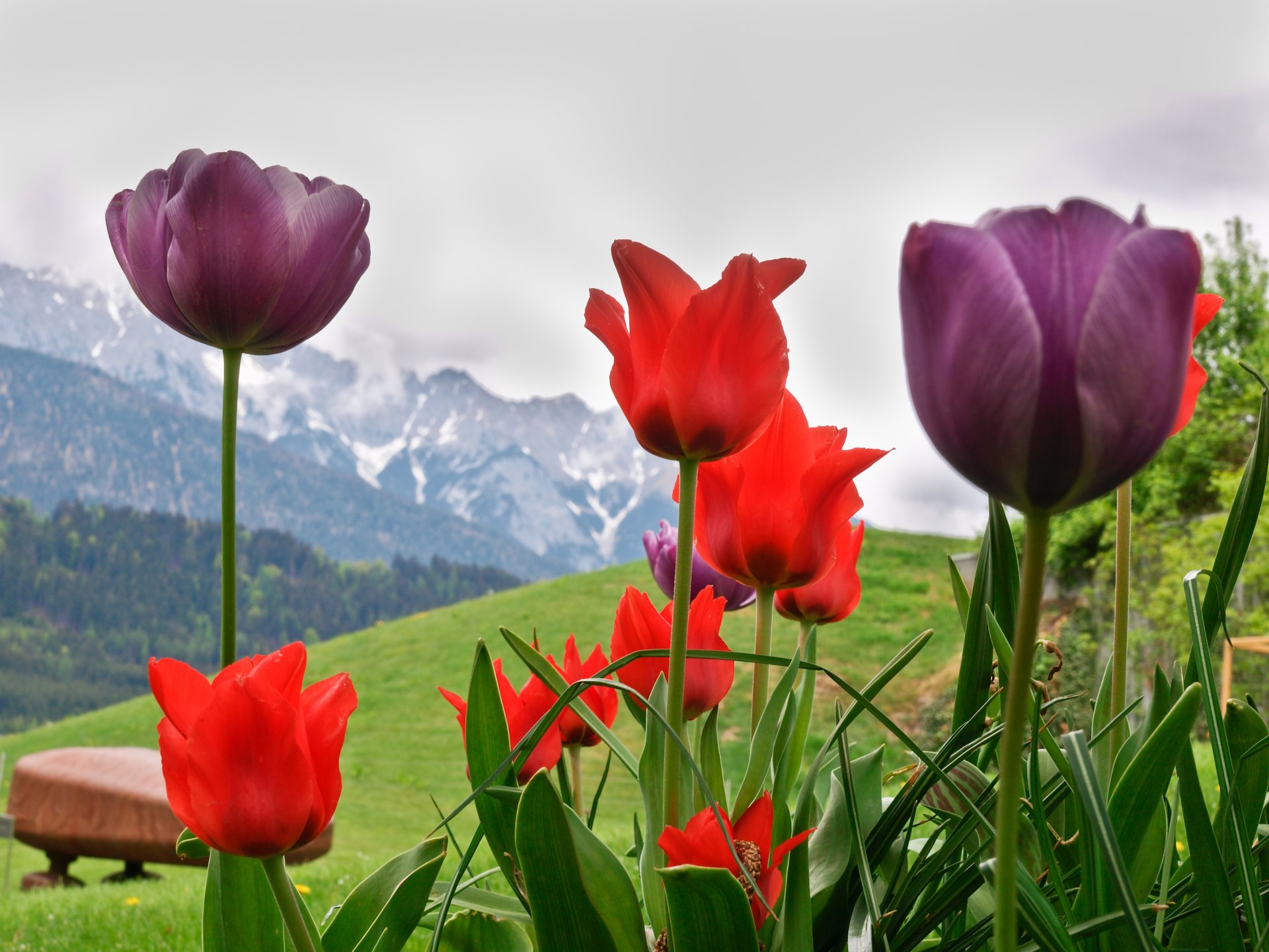 flower tulips lake alp