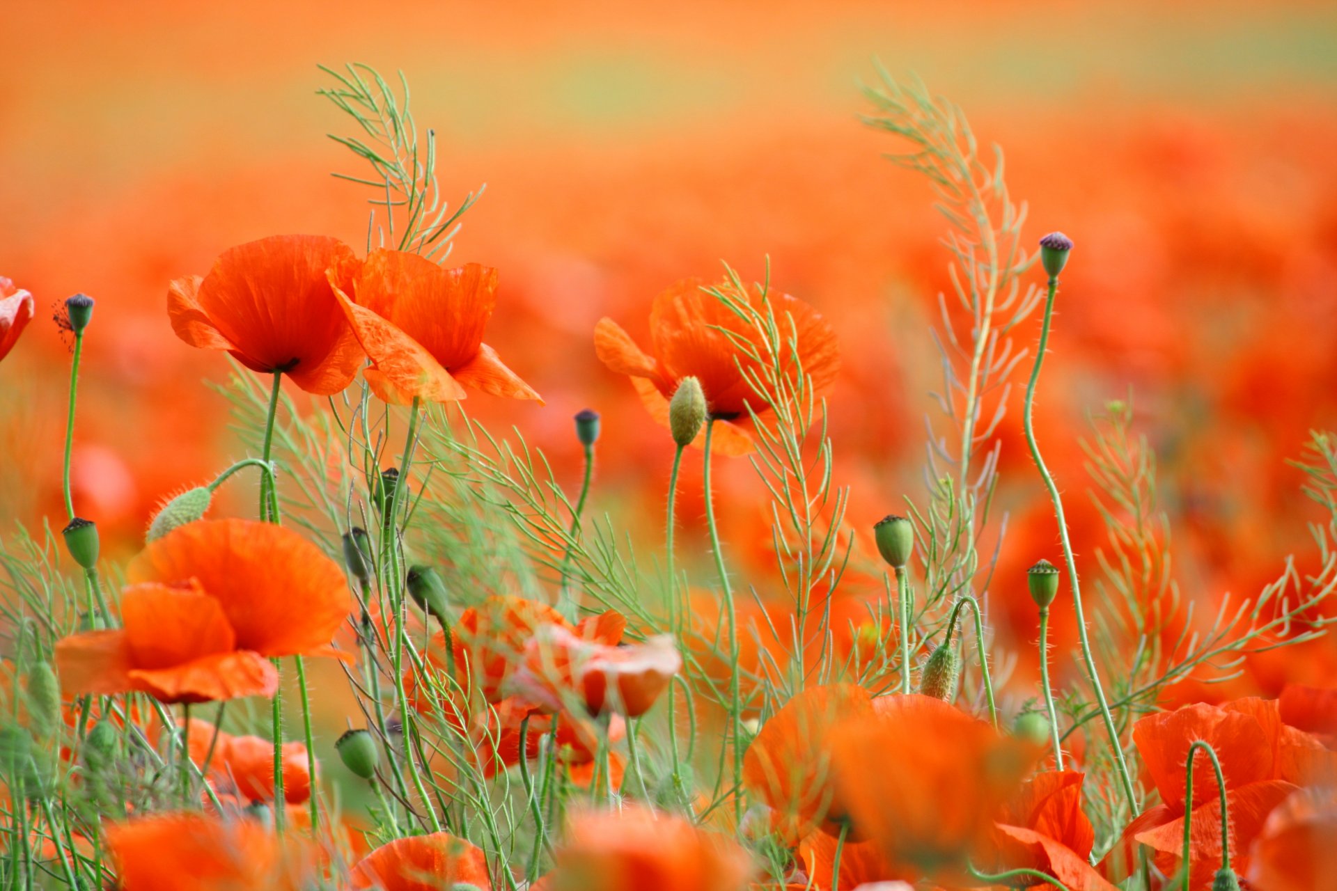 natura fiori papaveri petali primavera campo primavera