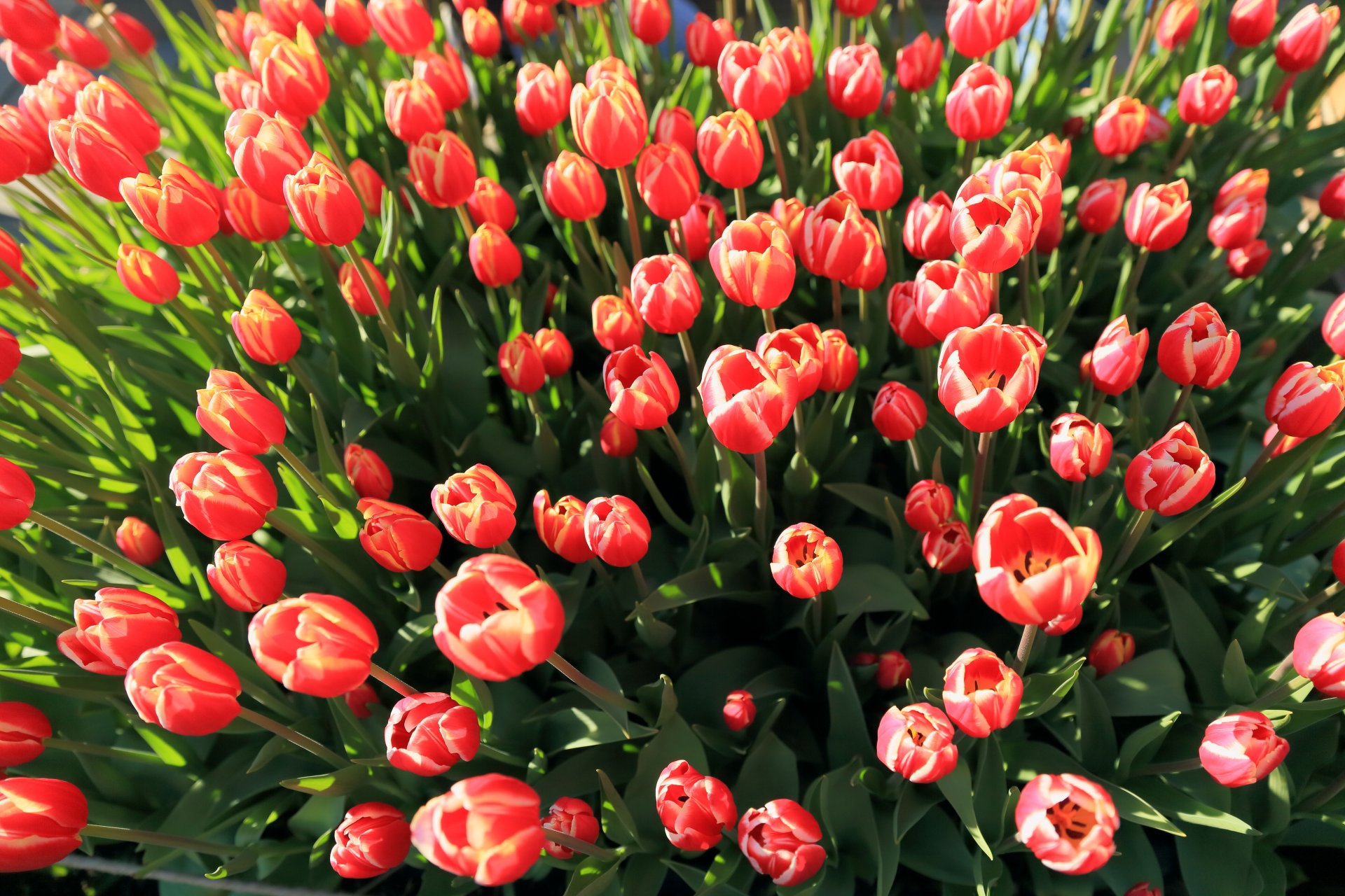 tulipani boccioli rosa molti