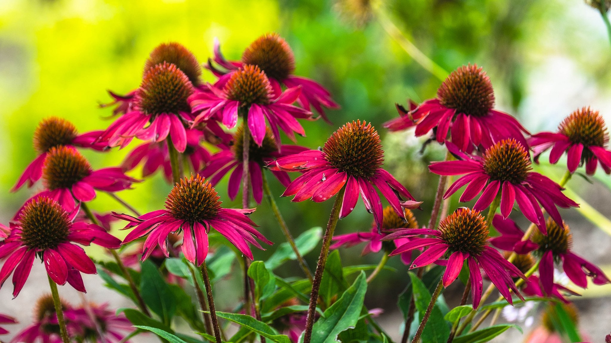 blumenbeet blumen rot echinacea