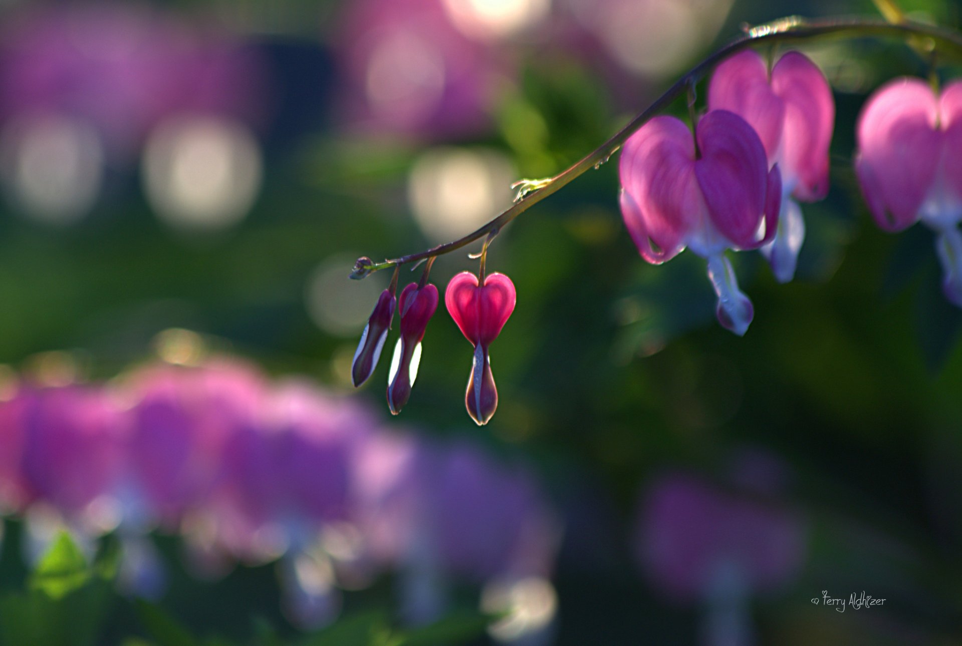 dicentra coeur brisé branche roses bourgeons