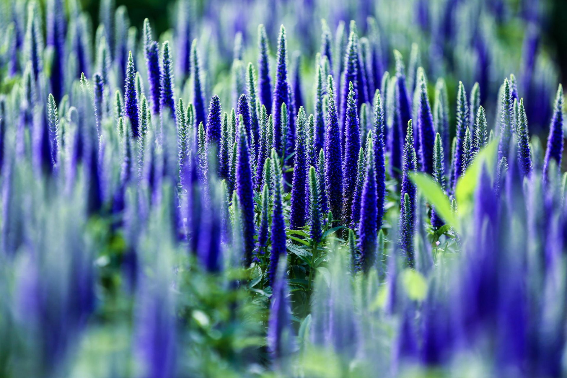 veronica fiori blu campo natura macro