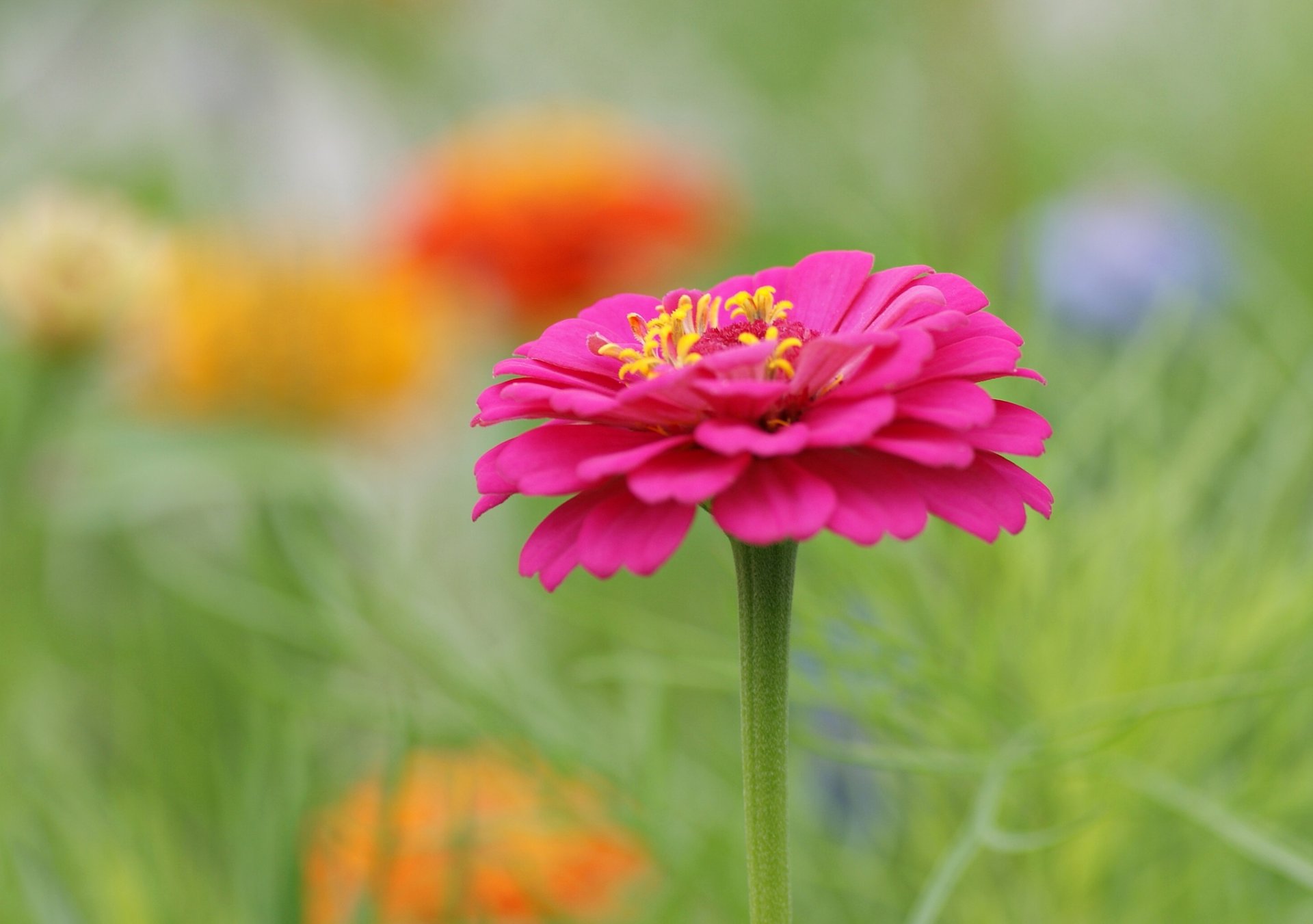 flowerbed flowers flower pink blur