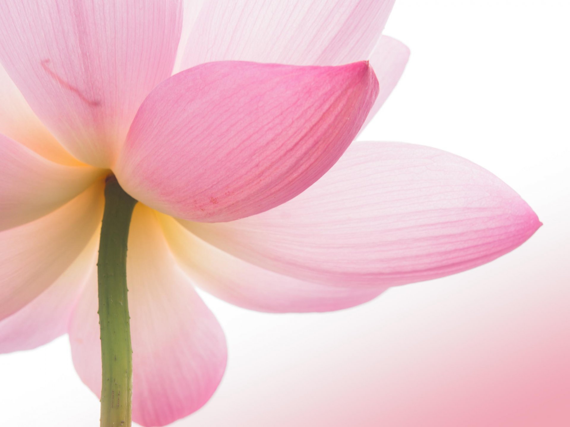 lotus close up pink flower