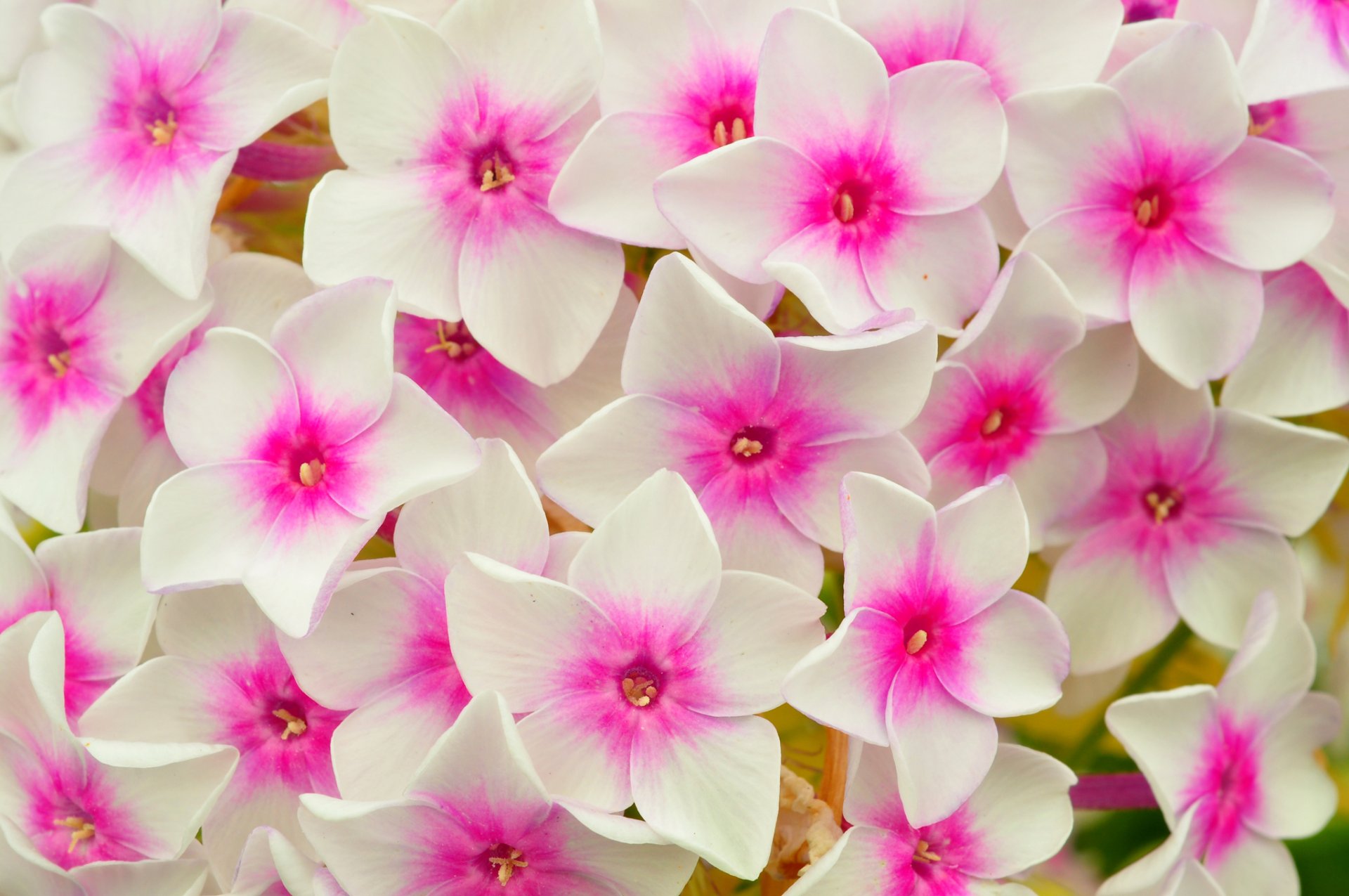 makro blütenblätter teppich blumenbeet phlox