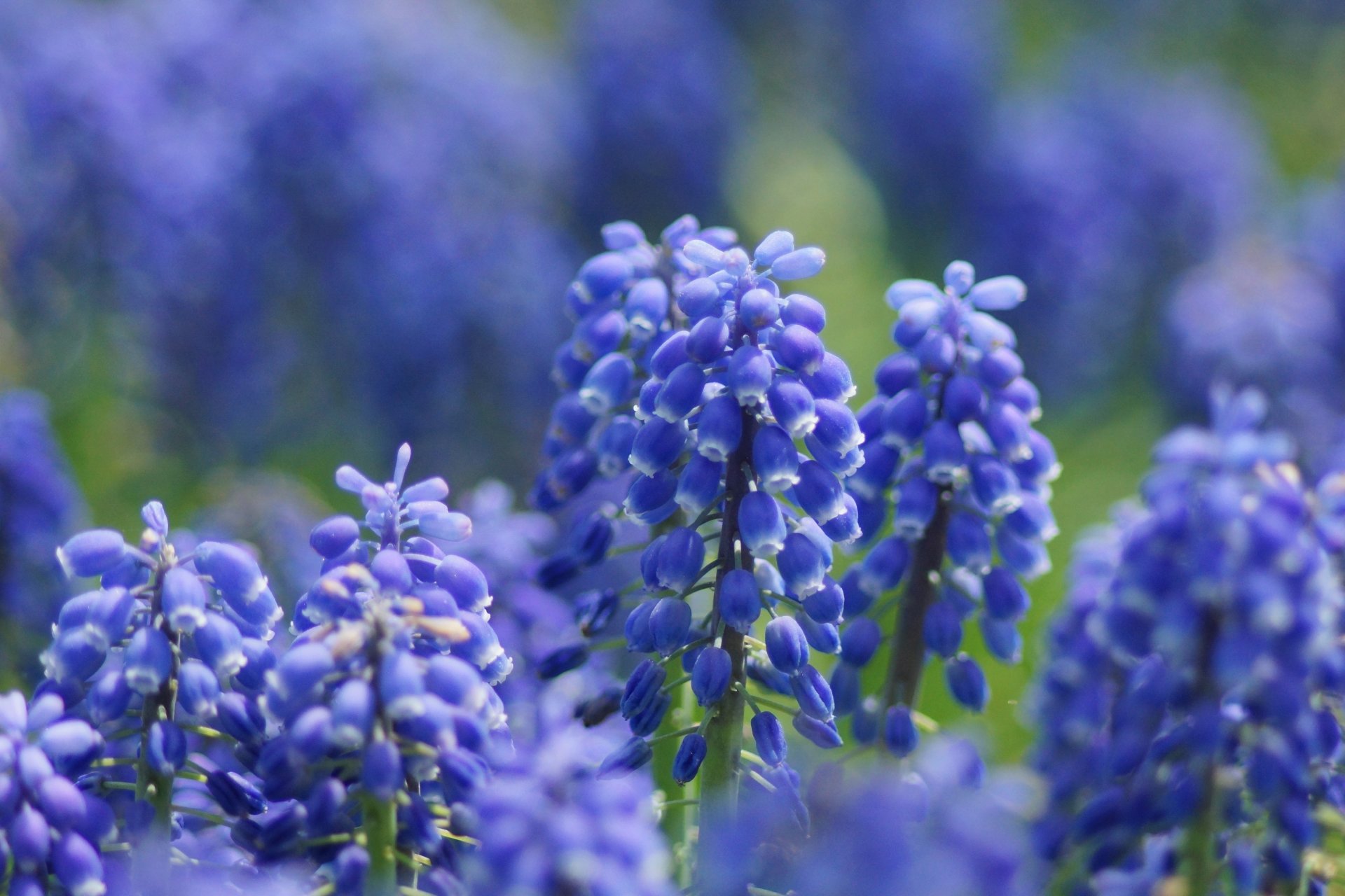 blumen flieder muscari fokus makro