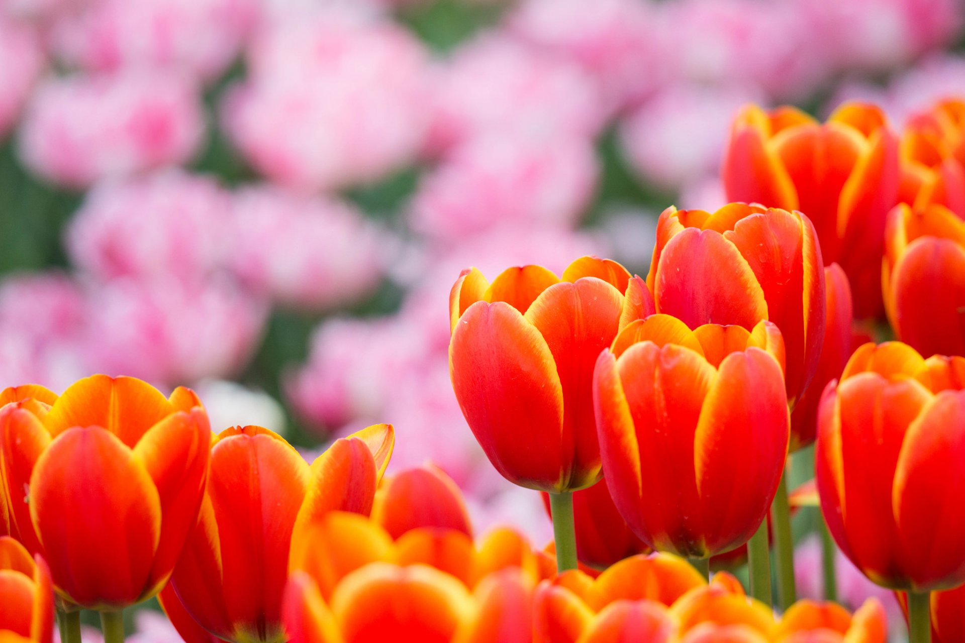 tulipany pomarańczowe różowe płatki kwiaty rozmycie