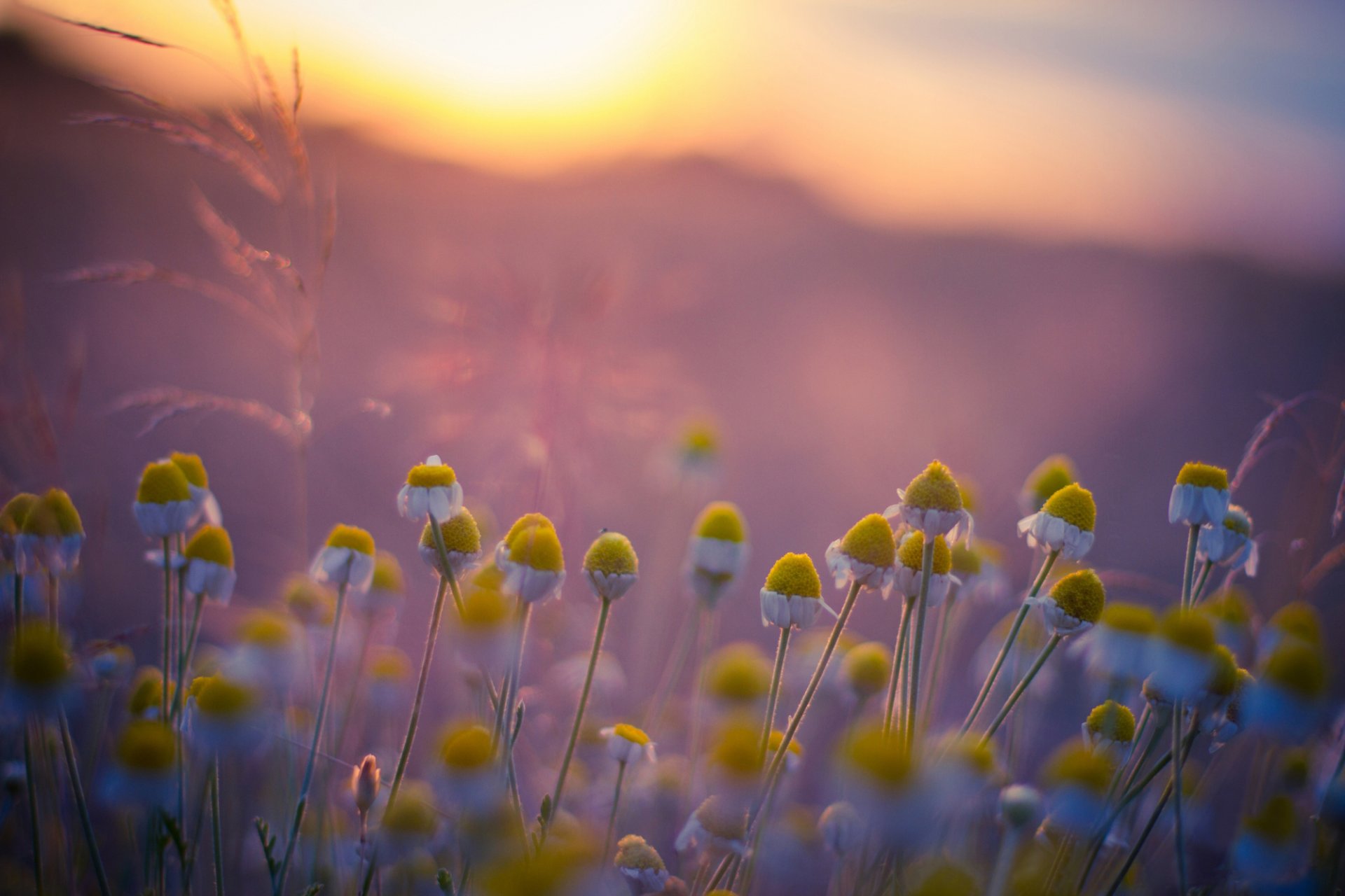 champ marguerites matin