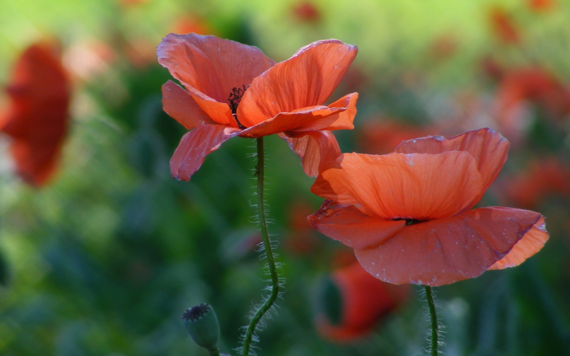 champ fleurs coquelicots rouge