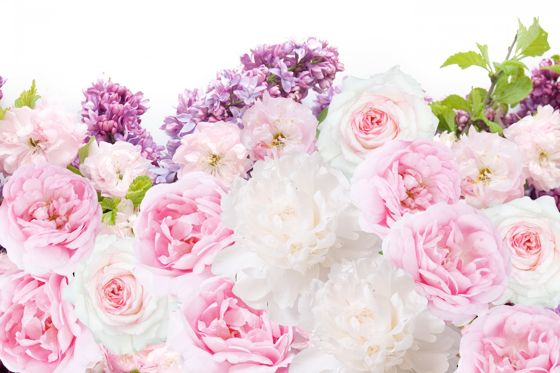 flores peonías rosas lilas