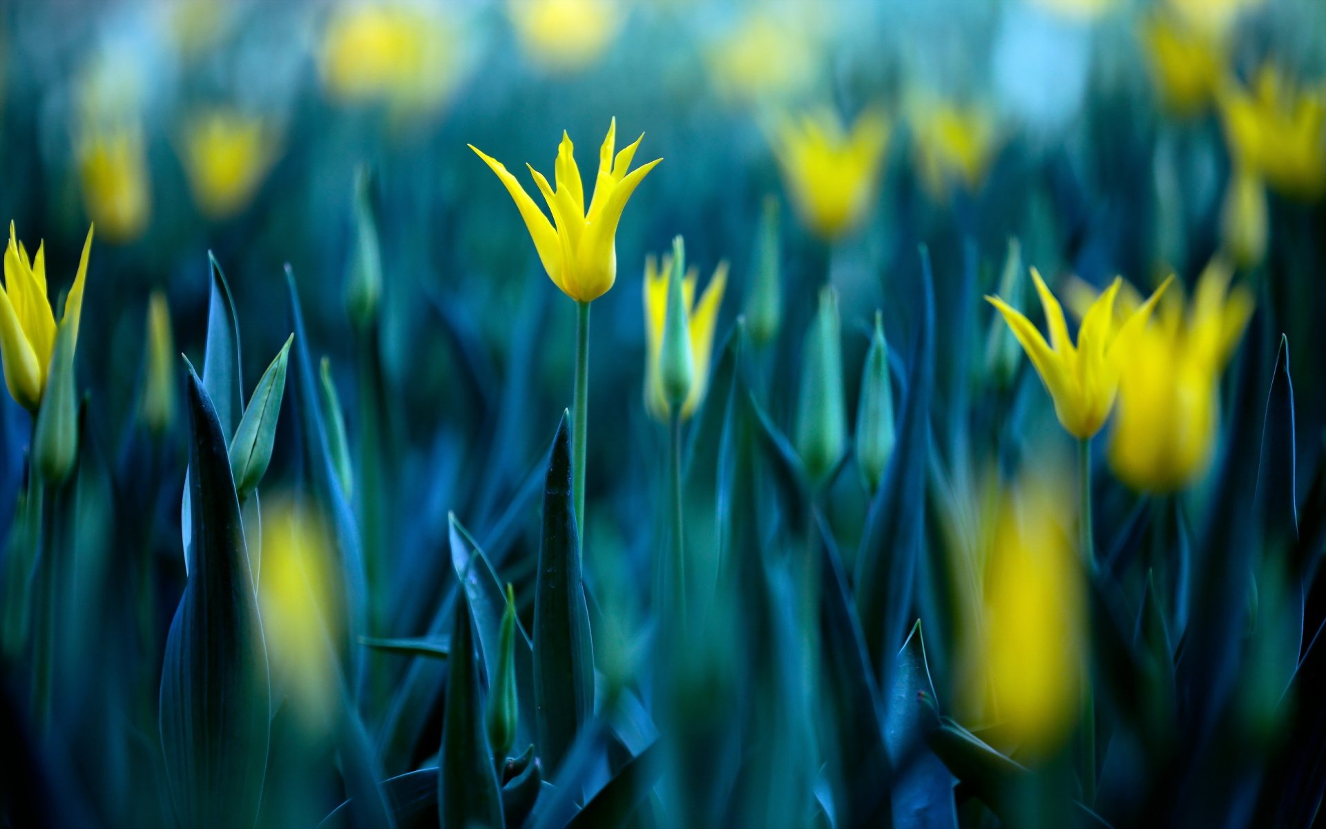fleurs tulipes nature