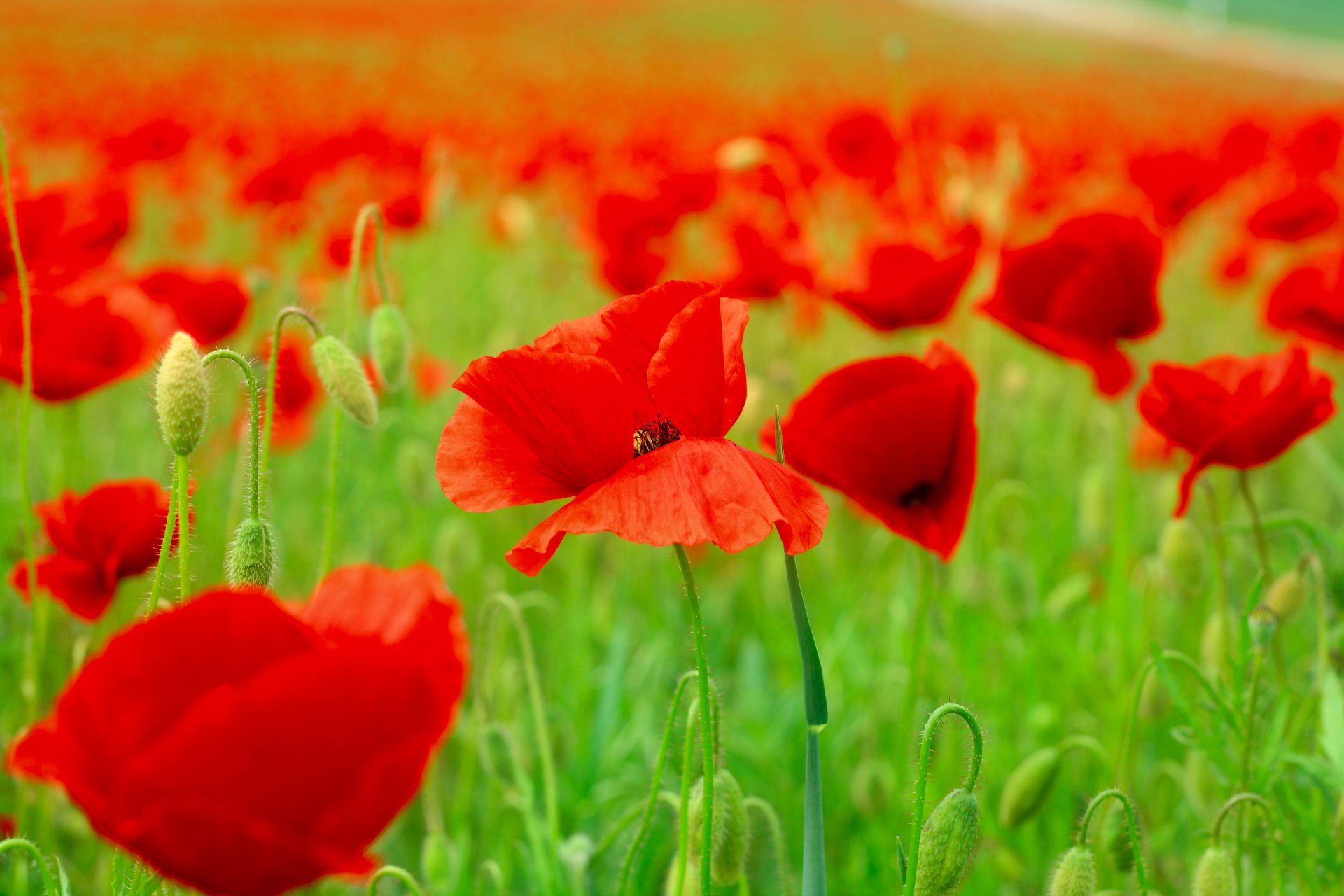 nature fleurs coquelicots pétales printemps champ
