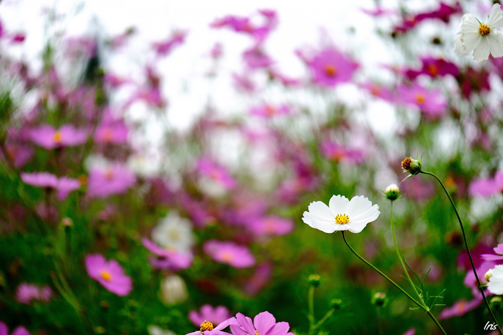 flower kosmeya field focus pink white