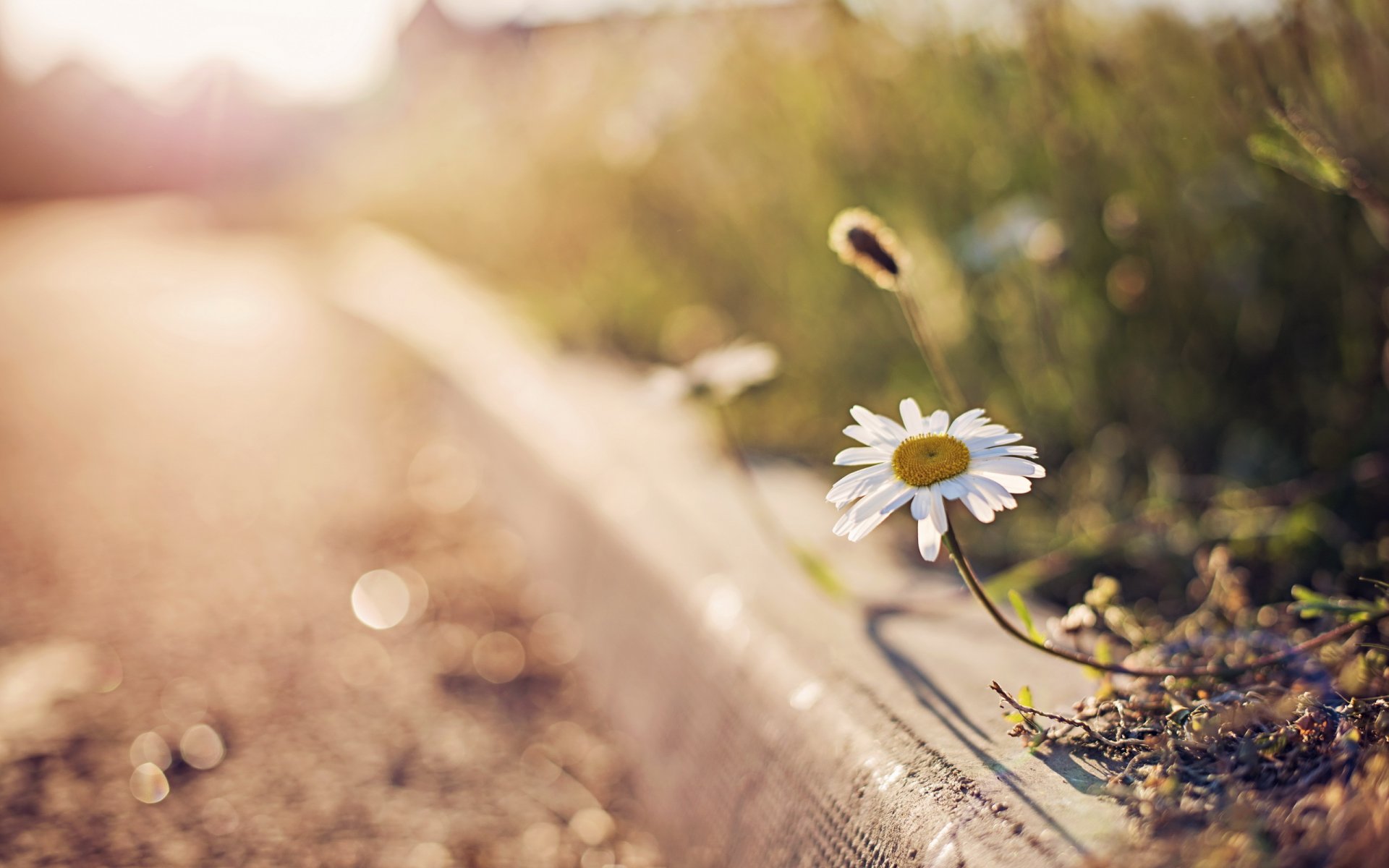 fiore margherita luci bokeh