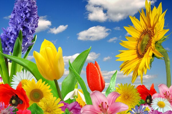 Fleurs colorées et lumineuses du matin de printemps