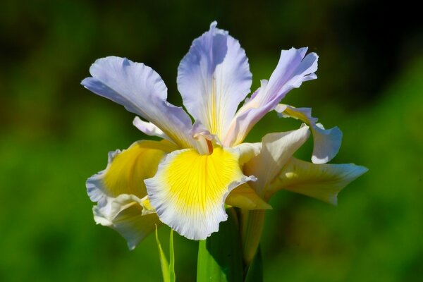 Bella iride colorata con petali giallo lilla