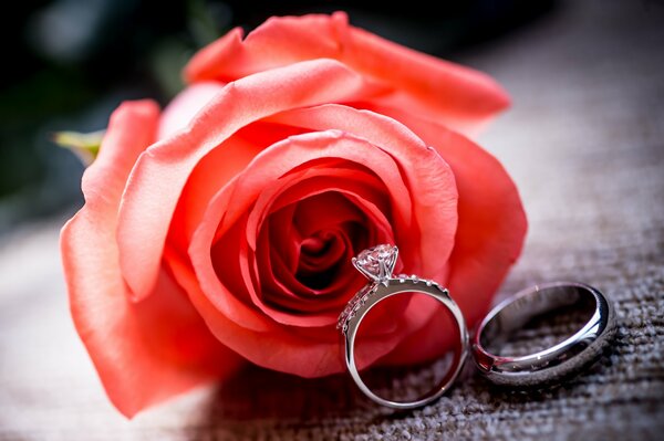 Red Rose and wedding rings