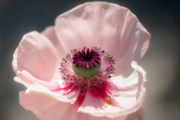 Rosa Mohn auf schmutzigem blauem Hintergrund